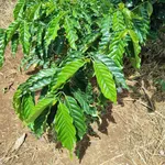 Bán đất 2,8ha trồng cà phê Tuy Đức 3 tỷ 990 triệu - Ảnh thu nhỏ 4