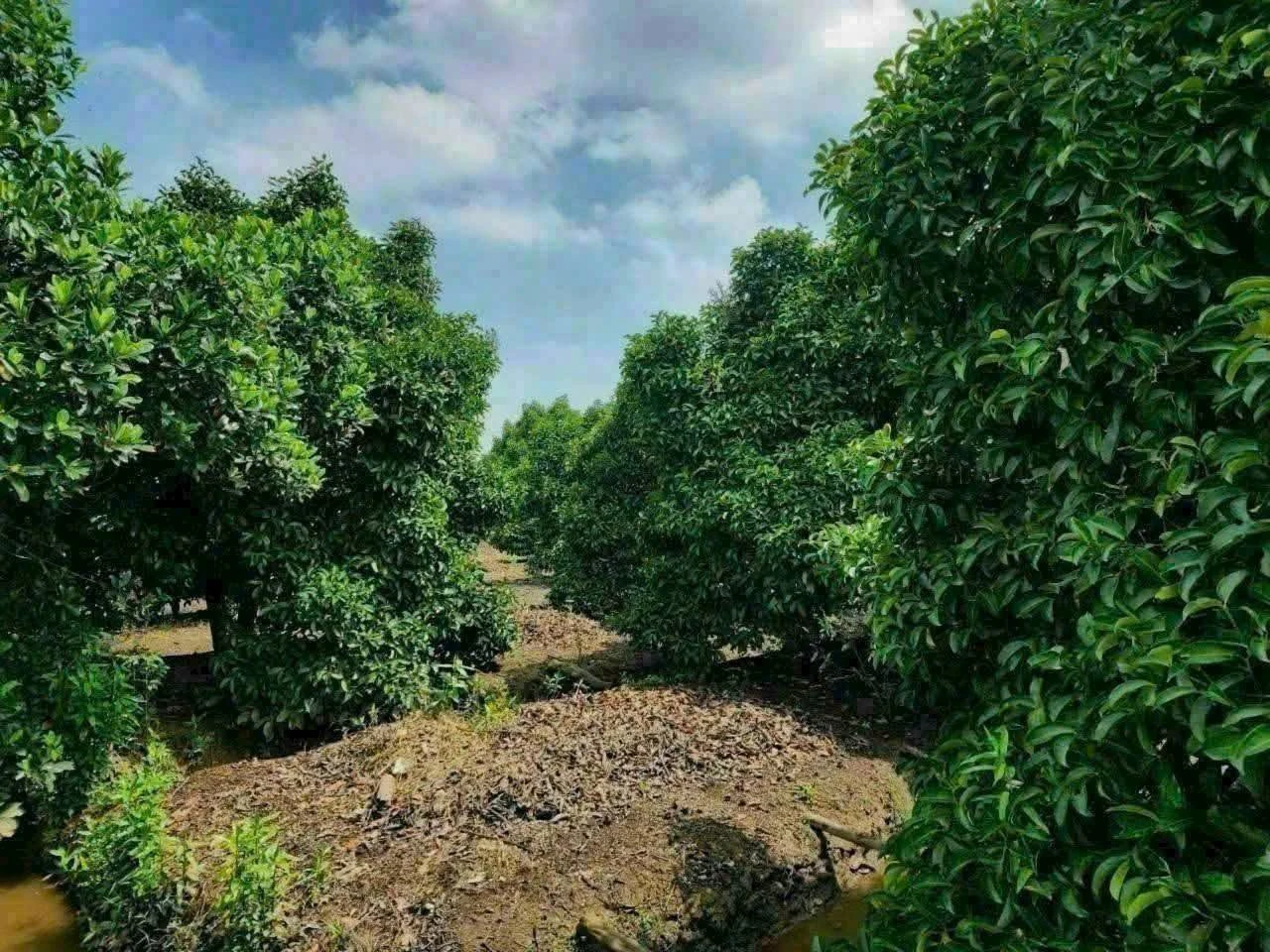 Bán đất vườn măng cụt Cần Giờ 5.888m2 giá 14,7 tỷ - Ảnh 1