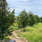 Bán đất vườn sầu riêng, dừa xiem 11.539 m² Đồng Nai - Ảnh thu nhỏ 4