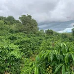 Bán 5,7 ha đất vườn cà phê có sổ hồng tại xã Đăk Mil, Lâm Đồng giá 4,65 tỷ - Ảnh thu nhỏ 1