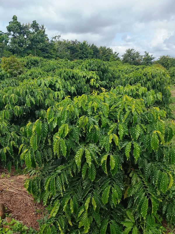 Bán đất kinh doanh 1ha3 Đắk Nông 2 tỷ 600