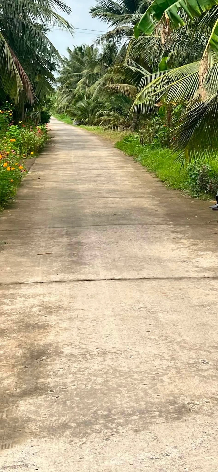 Bán đất nông thôn 4800m² tại xã Tân Xuân, Ba Tri, Bến Tre - Ảnh 1