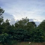 Bán 1,26 ha rẫy sầu riêng xen cà phê đang thu hoạch tại xã Cư Né, Krông Búk, Đắk Lắk - Ảnh thu nhỏ 1