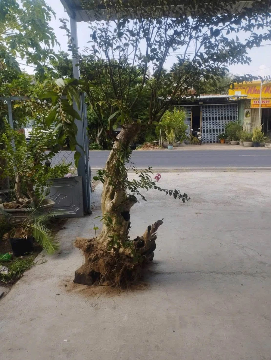 Bán đất mặt tiền QL25 Suối Bạc 288m² Đắk Lắk - Ảnh thu nhỏ 2