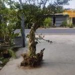 Bán đất mặt tiền QL25 Suối Bạc 288m² Đắk Lắk - Ảnh thu nhỏ 2