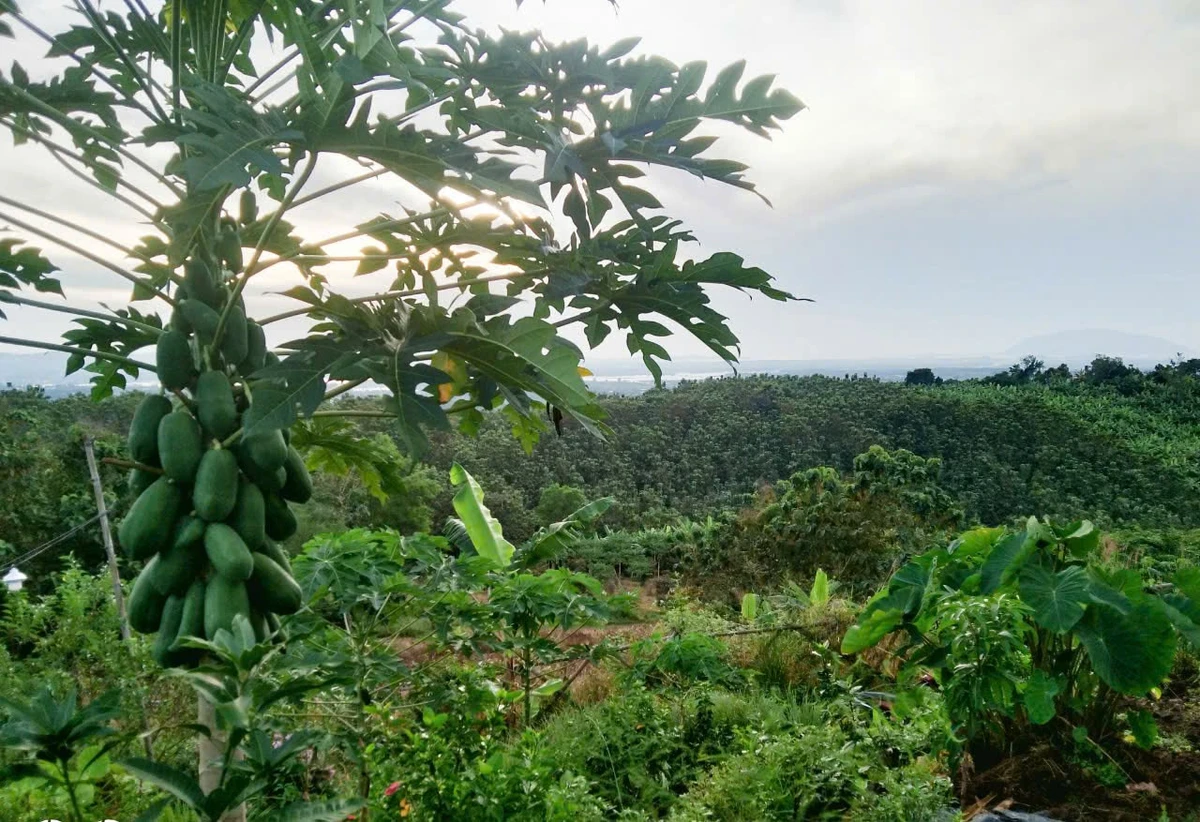 Bán đất Vườn La Ngà 1000m² view sông 580 triệu - Ảnh thu nhỏ 4