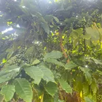 Bán đất rẫy 1 hecta tại Trúc Sơn, Lâm Đồng - Ảnh thu nhỏ 4