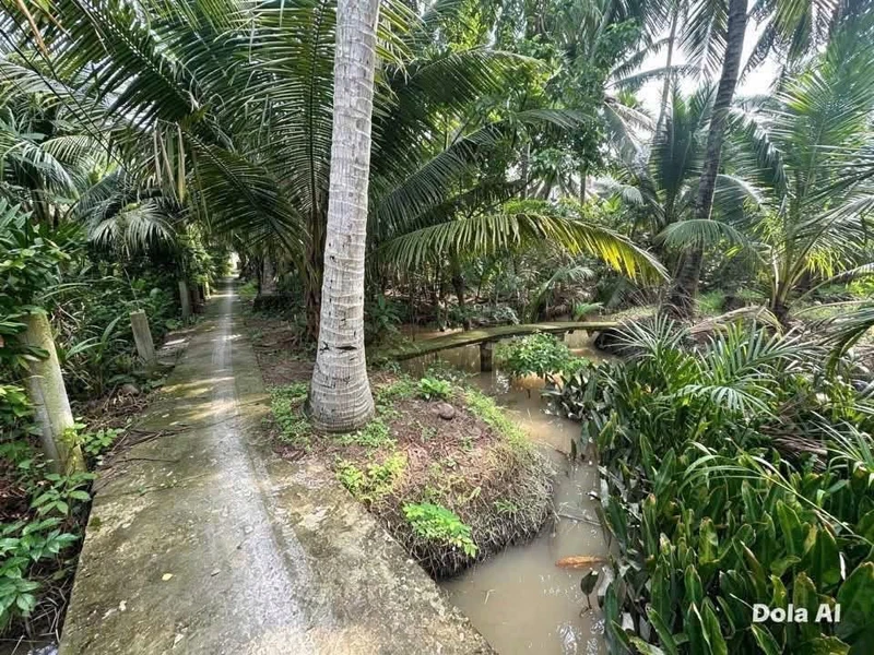 Bán đất công Ấp Hoà Bình Giồng Trôm Bến Tre 2.077m²