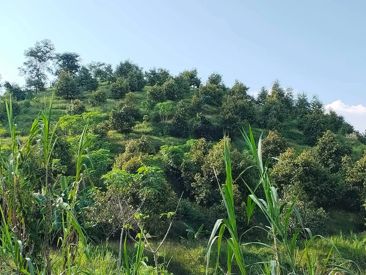 Bán vườn sầu riêng 1,2ha Lâm Đồng 1,7 tỷ - Ảnh thu nhỏ 2
