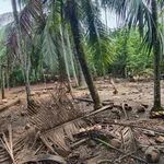 Bán đất 500m2 ngang 25m phường An Hội, Bến Tre, giá 600 triệu - Ảnh thu nhỏ 3