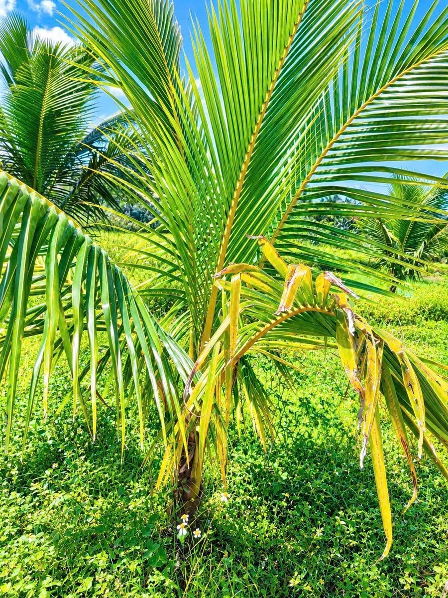 Bán 1 sào đất 1.000m² có 200m² thổ cư, mặt tiền 37m gần trung tâm Long Khánh - Ảnh 1