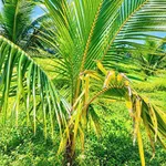 Bán 1 sào đất 1.000m² có 200m² thổ cư, mặt tiền 37m gần trung tâm Long Khánh - Ảnh thu nhỏ 1