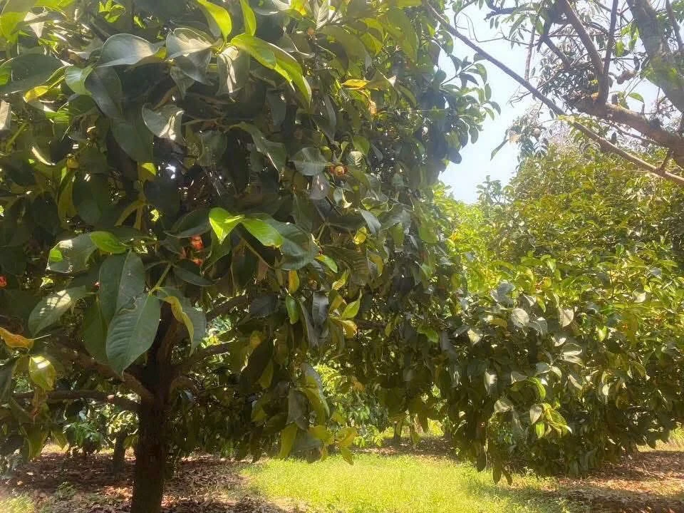 Bán đất Ninh Thuận 1000m² 1,5 tỷ sổ sẵn giáp sông - Ảnh thu nhỏ 2