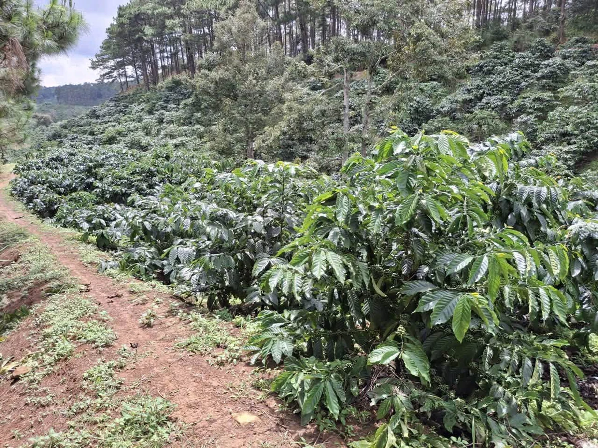 Bán 1,6ha đất trồng cà phê tại Di Linh, Lâm Đồng, giá 2,5 tỷ - Ảnh 1