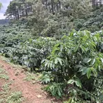 Bán 1,6ha đất trồng cà phê tại Di Linh, Lâm Đồng, giá 2,5 tỷ - Ảnh thu nhỏ 1