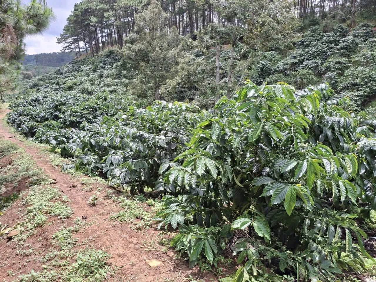 Bán 1,6ha đất trồng cà phê tại Di Linh, Lâm Đồng, giá 2,5 tỷ - Ảnh 1