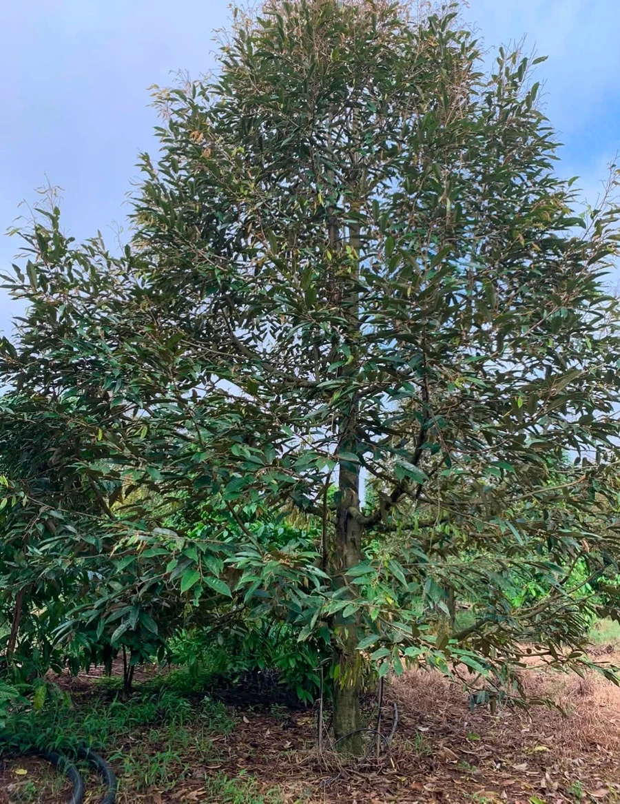 Bán 3 hectare đất sầu riêng tiêu cà điều Bình Phước 2.8 tỷ - Ảnh 1