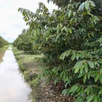 Bán vườn sầu riêng 26.000m2 có sẵn 430 cây, Trường Long, Phong Điền, Cần Thơ - Ảnh thu nhỏ 1