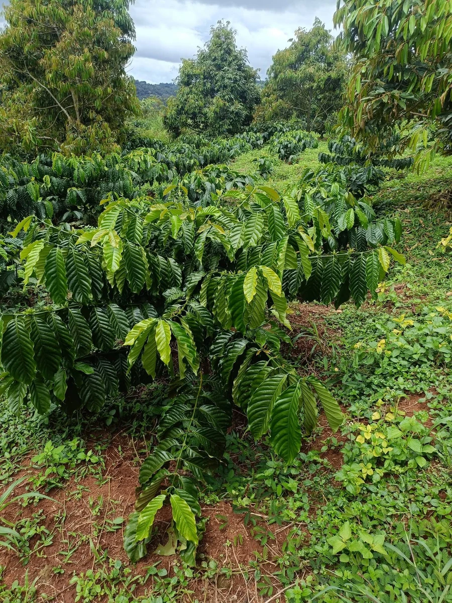 Bán đất nông nghiệp 1,8 ha Đắk Nông - Ảnh thu nhỏ 2