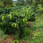 Bán đất nông nghiệp 1,8 ha Đắk Nông - Ảnh thu nhỏ 2
