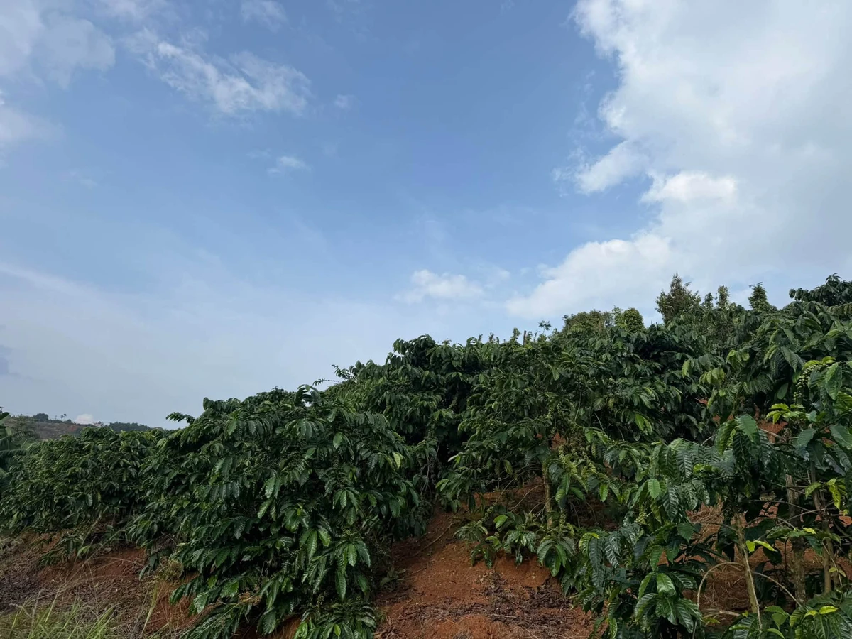 Bán đất 25000m² (2.5ha) tại Đắk Song, giá 4.3 tỷ - Ảnh thu nhỏ 4