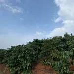 Bán đất 25000m² (2.5ha) tại Đắk Song, giá 4.3 tỷ - Ảnh thu nhỏ 4