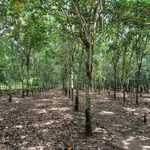 Bán đất 1.3ha tại Lộc Ninh, Bình Phước, 1 tỉ 800 triệu - Ảnh thu nhỏ 1