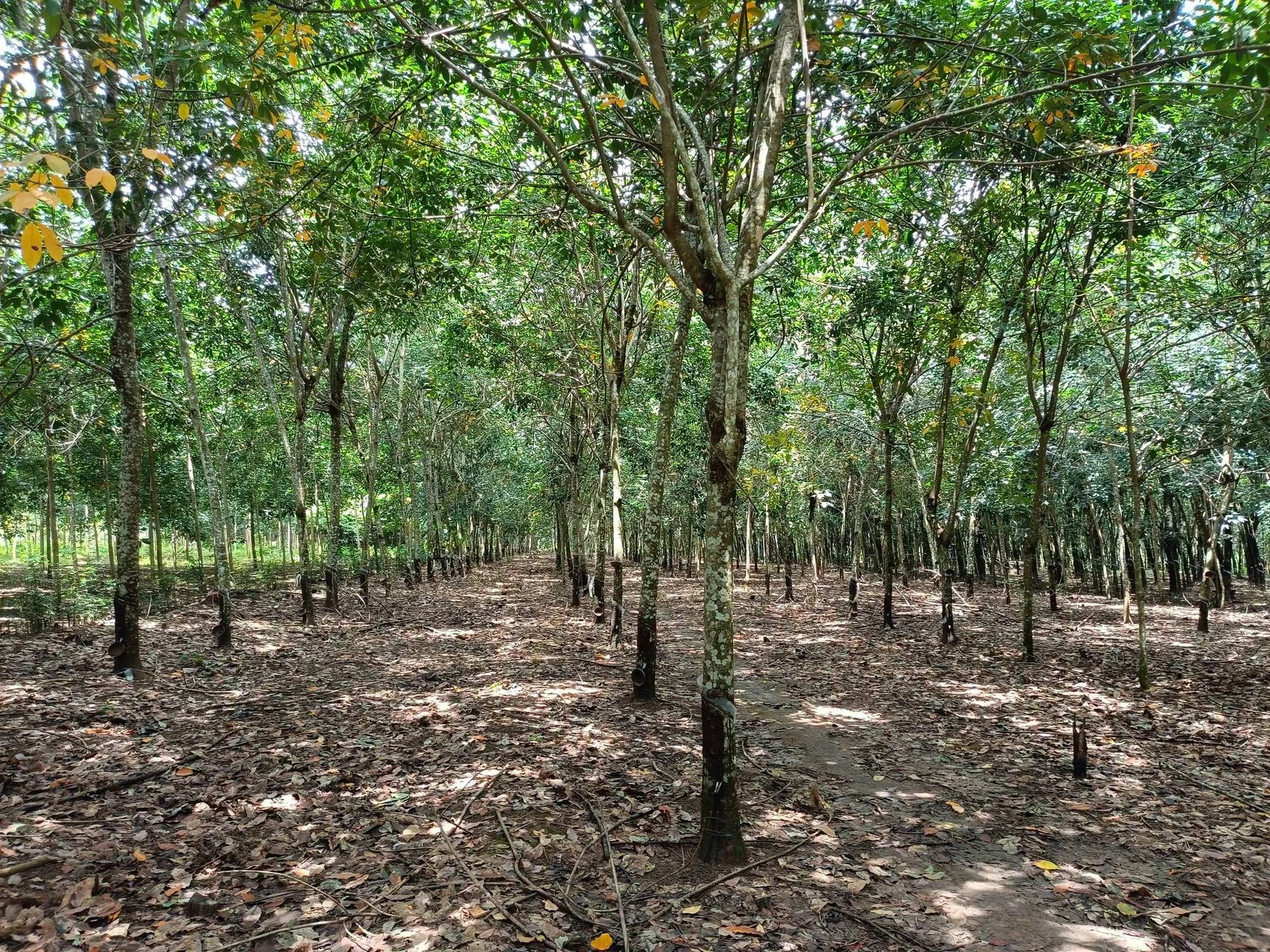 Bán đất 1.3ha tại Lộc Ninh, Bình Phước, 1 tỉ 800 triệu - Ảnh 1
