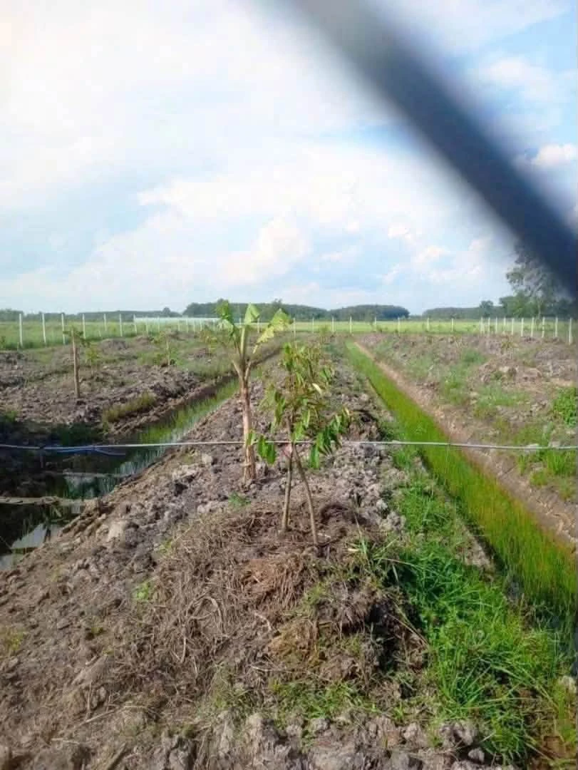 Bán đất vườn sầu riêng 2.248m2 mặt tiền kênh T5 giá 3,1 tỷ tại Phú An - Ảnh thu nhỏ 4