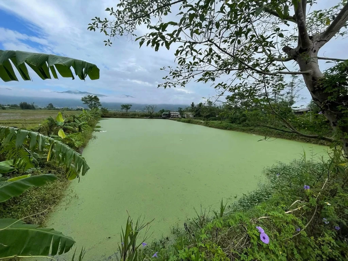 Bán trang trại 3700m2 tại Nam Đàn, Nghệ An, 7 tỷ - Ảnh thu nhỏ 2