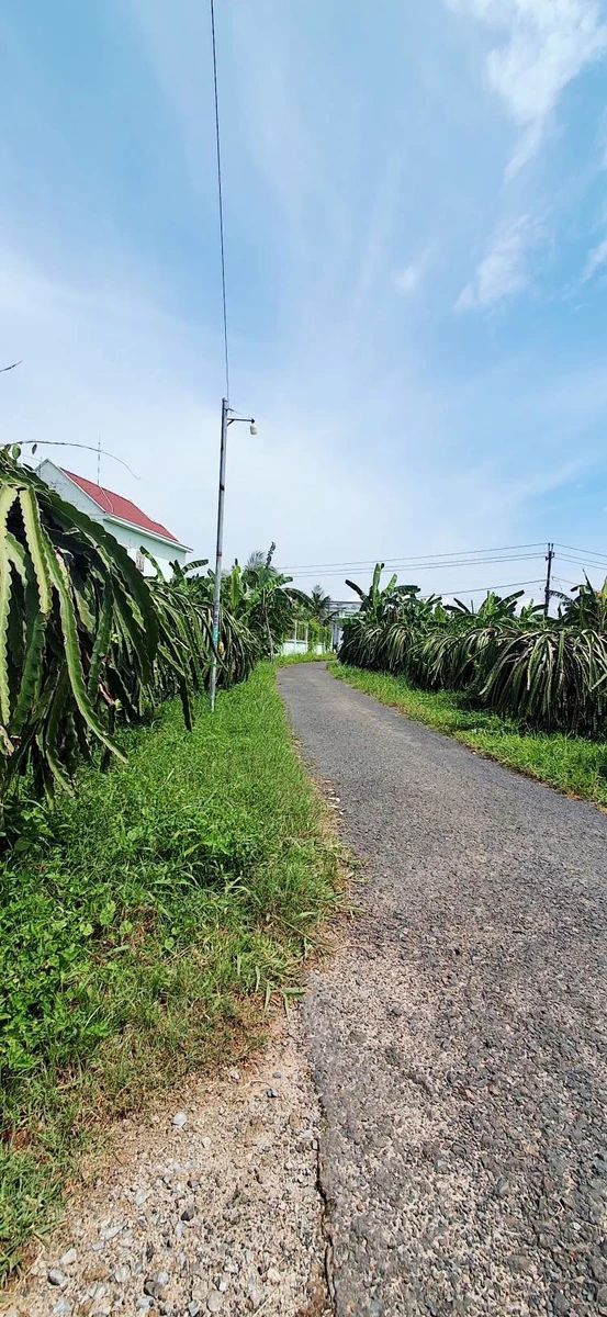 Bán đất 300m² thổ cư giá 550 triệu, đường nhựa Phong Phú, Hàm Mỹ - Ảnh thu nhỏ 4