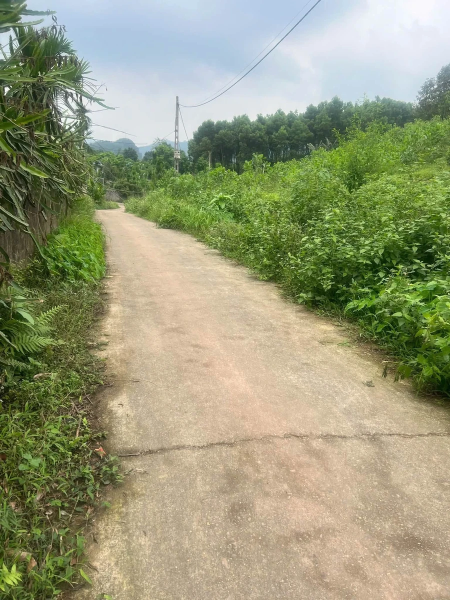 Bán đất Hưng Long Yên Lập 1000m2, giá 300 triệu - Ảnh thu nhỏ 2
