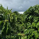 Bán đất 5 sào 3 Hóc Môn, Hồ Chí Minh 3 tỷ - Ảnh thu nhỏ 3