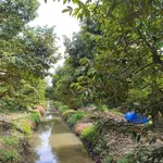 Bán 11 công đất trồng sầu riêng Cần Thơ - Ảnh thu nhỏ 3