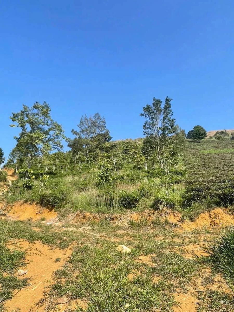 Bán đất trồng cà phê chè 6300m2, giá 1,32 tỷ - Ảnh thu nhỏ 3