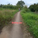 Bán vườn sầu riêng 45.260m2 đang cho trái, 2 mặt tiền tại Gò Quao, Kiên Giang - Ảnh thu nhỏ 2