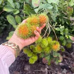 Bán 1 sào đất trái cây Phú Vinh Đồng Nai 549 triệu - Ảnh thu nhỏ 3