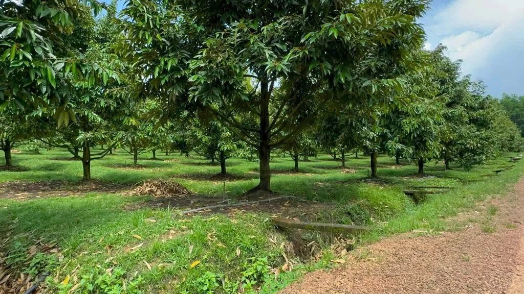 Bán vườn sầu riêng 2 hecta, Phú Lâm, Đồng Nai, 11 tỷ - Ảnh thu nhỏ 3