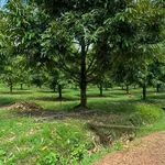 Bán vườn sầu riêng 2 hecta, Phú Lâm, Đồng Nai, 11 tỷ - Ảnh thu nhỏ 3