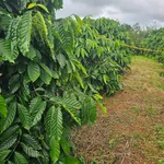Bán 1,5ha đất vườn cà phê giá 2,7 tỷ tại xã Đắk Búk So, Tuy Đức, Đắk Nông - Ảnh thu nhỏ 1