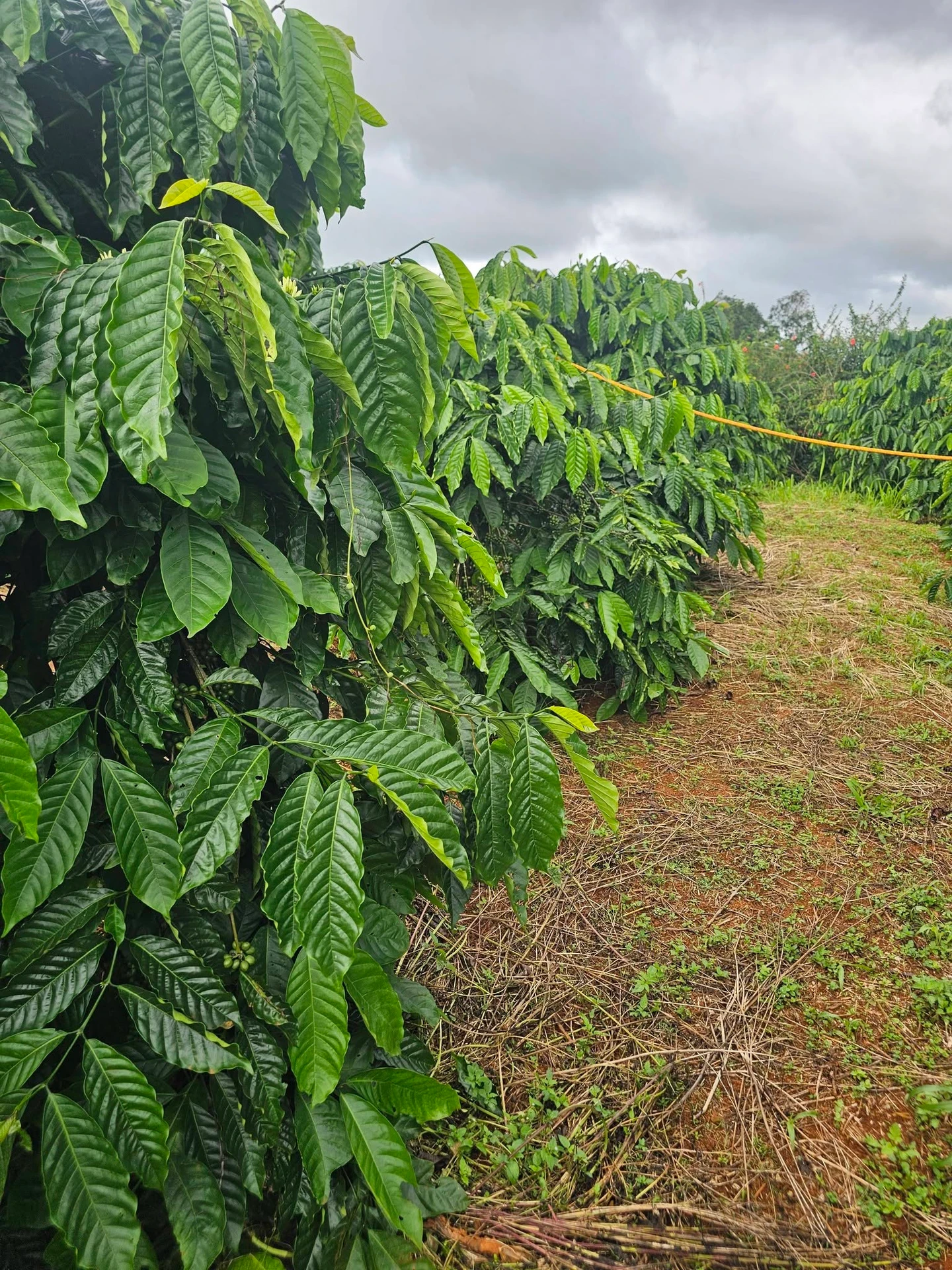 Bán 1,5ha đất vườn cà phê giá 2,7 tỷ tại xã Đắk Búk So, Tuy Đức, Đắk Nông - Ảnh 1
