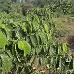 Bán đất rẫy 1,1ha cà phê sầu riêng Buôn Ma Thuột - Ảnh thu nhỏ 4