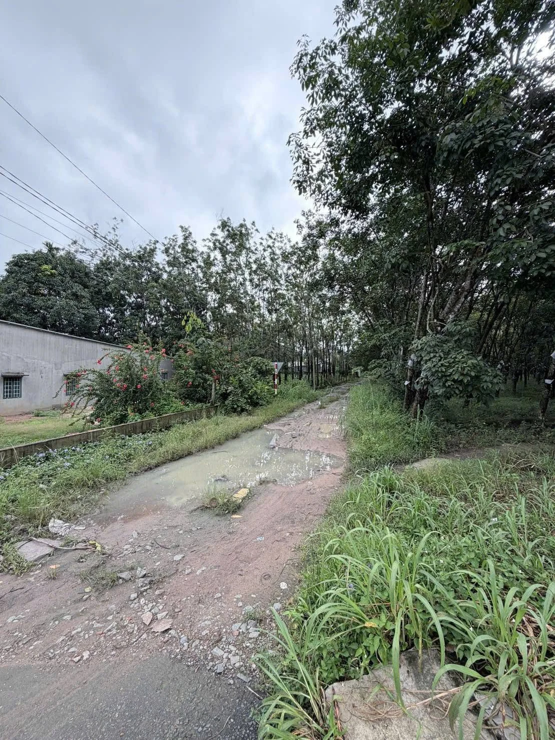 Bán đất 4.824m2 có 4.000m2 đất SKC ngành gỗ gần ĐT744, Dầu Tiếng - Ảnh 1