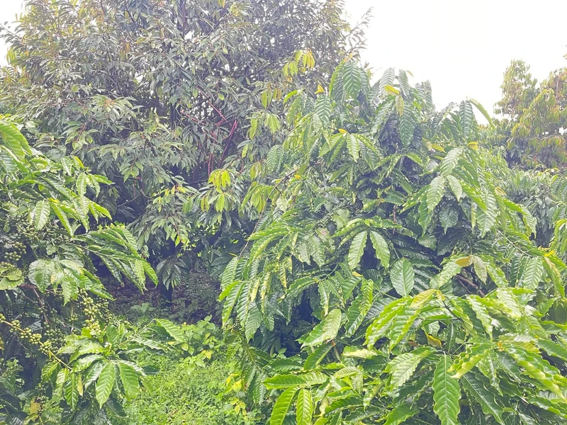 Bán đất vườn 5 hecta trồng cà phê, sầu riêng Đắk Nông
