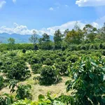 Bán đất 2 sào 3 trồng cà phê Bảo Lộc 1 tỷ 2 - Ảnh thu nhỏ 4