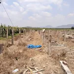 Bán đất nông nghiệp 28.000 m² tại Bình Thuận - Ảnh thu nhỏ 5