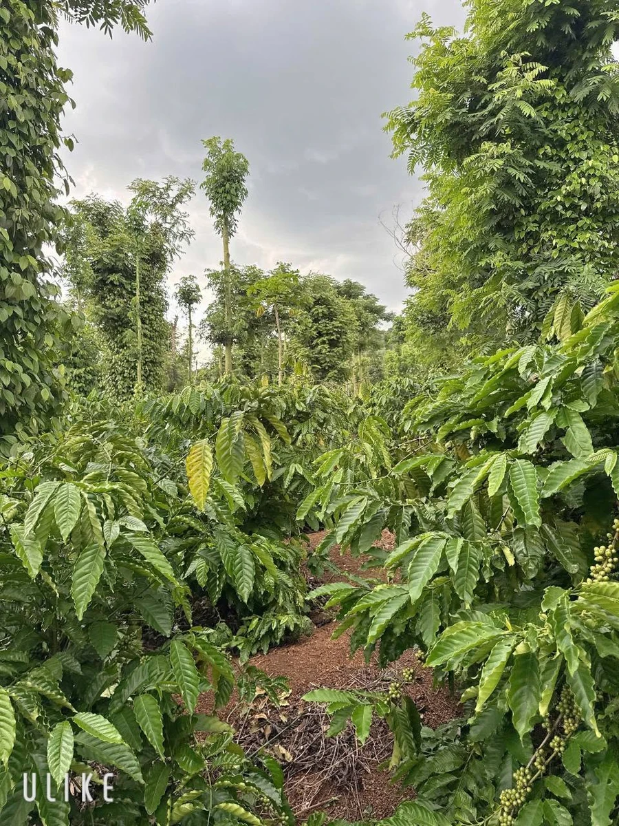 Bán lô đất 1700m2 (26x52m, thổ cư 100m2) gần hồ Ea Kao, xã Ea Tiêu, Đắk Lắk - Ảnh thu nhỏ 5