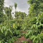 Bán lô đất 1700m2 (26x52m, thổ cư 100m2) gần hồ Ea Kao, xã Ea Tiêu, Đắk Lắk - Ảnh thu nhỏ 5