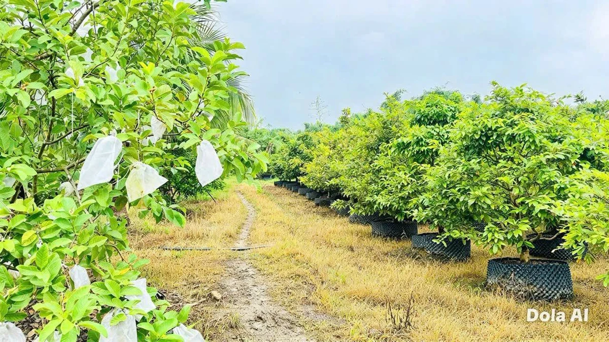 Bán vườn mai gần 2ha đất ONT, có ao cá, cây ăn trái tại Tân Triều, Đồng Nai - Ảnh thu nhỏ 4