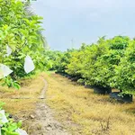 Bán vườn mai gần 2ha đất ONT, có ao cá, cây ăn trái tại Tân Triều, Đồng Nai - Ảnh thu nhỏ 4